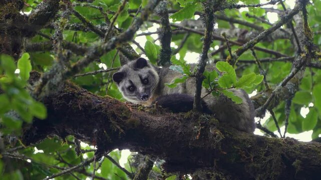 The Masked Palm Civet (Paguma larvata) is a nocturnal mammal in South and Southeast Asia. It has a distinctive facial mask, a long body, and sharp claws, and primarily eats fruits and insects