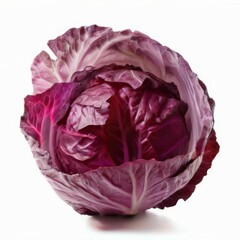 Obraz premium Closeup of plump, round red cabbage with fanlike leaf arrangement and curled edges, against a white background.