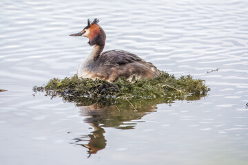 Great Crested Grebe, Podiceps cristatus, water bird sitting on the nest, nesting time on the green lake