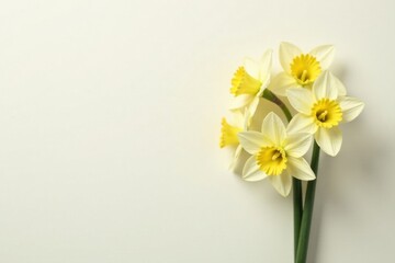Obraz premium A delicate cluster of pale yellow daffodils, elegantly arranged against a creamy white backdrop, creates a serene and peaceful springtime scene.