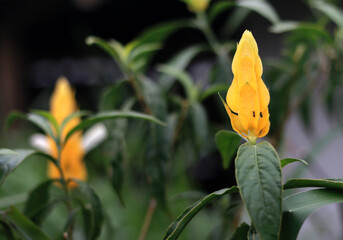 Lollipop plant, yellow flower stock photo