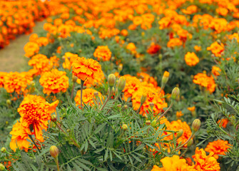 マリーゴールドの丘　マリーゴールドの花33