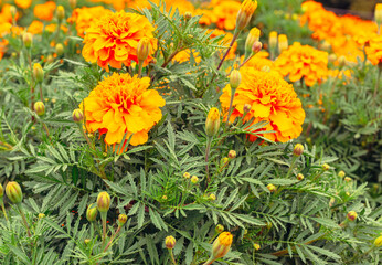 マリーゴールドの丘　マリーゴールドの花34