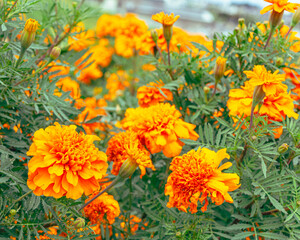 マリーゴールドの丘　マリーゴールドの花30