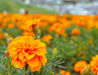 マリーゴールドの丘　マリーゴールドの花28