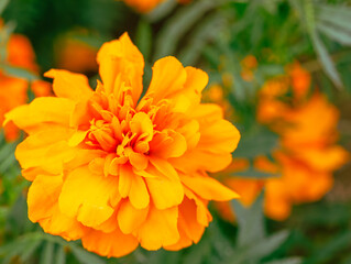 マリーゴールドの丘　マリーゴールドの花27