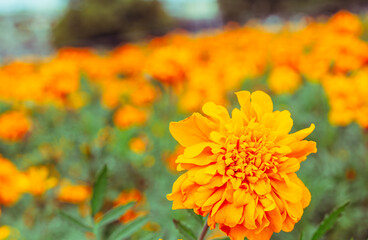 マリーゴールドの丘　マリーゴールドの花26