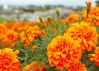 マリーゴールドの丘　マリーゴールドの花