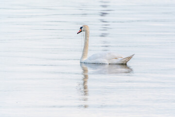 Graceful white Swan swimming in the lake, swans in the wild. Portrait of a white swan swimming on a lake.