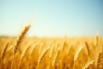Golden Wheat Field at Harvest Time A Single Ear of Grain in Focus, Representing Abundance and the Bounty of Nature's Cycle