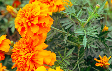 マリーゴールドの丘　マリーゴールドの花18