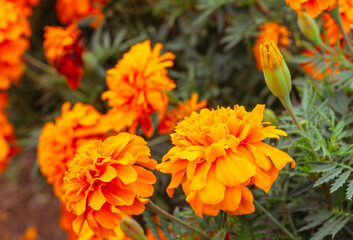 マリーゴールドの丘　マリーゴールドの花16