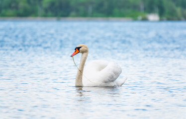 Graceful white Swan swimming in the lake, swans in the wild. Portrait of a white swan swimming on a lake.