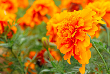 マリーゴールドの丘　マリーゴールドの花13