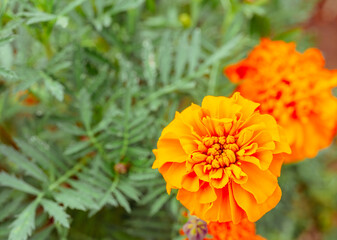 マリーゴールドの丘　マリーゴールドの花14