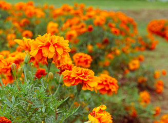 Obraz premium マリーゴールドの丘 マリーゴールドの花10