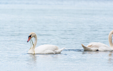 Obraz premium Two Graceful white Swans swimming in the lake, swans in the wild