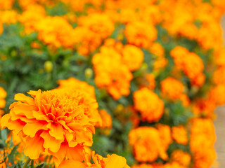マリーゴールドの丘　マリーゴールドの花7