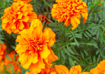 マリーゴールドの丘　マリーゴールドの花4