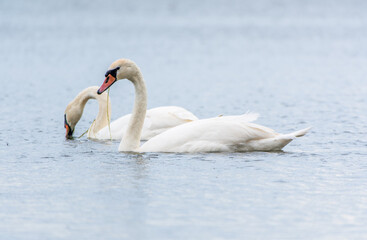 Fototapeta premium Two Graceful white Swans swimming in the lake, swans in the wild