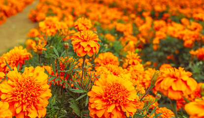 マリーゴールドの丘　マリーゴールドの花3