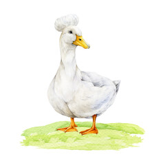Crested white duck on green grassy ground hand drawn watercolor illustration. Cute farm bird standing domestic duck with yellow beak, fluffy crest and white feathers isolated on background
