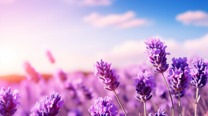 Fototapeta premium filled with lavender under blue sky. blooming purple flowers under a sky