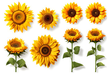 Obraz premium sunflowers. collection of hand drawn sunflowers flowers isolated on a white background