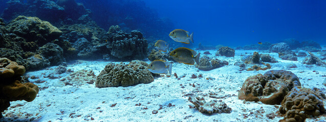 Underwater photo of fish a coral reef. From a scuba dive in Thailand. Phi Phi Islands.