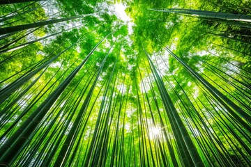 Fototapeta premium arashiyama japanese bamboo forest