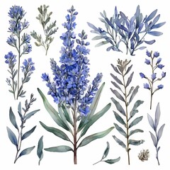Big set with buds, flowers, twigs and leaves of blue sage in watercolor illustration. This set is well suited for your various projects: creating cards, invitations, wedding design and many others