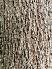 Timeless Bark Texture


