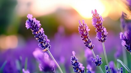 Obraz premium Sunlit lavender flowers in field during sunset
