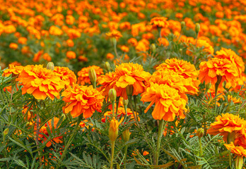 マリーゴールドの丘マリーゴルドの花55