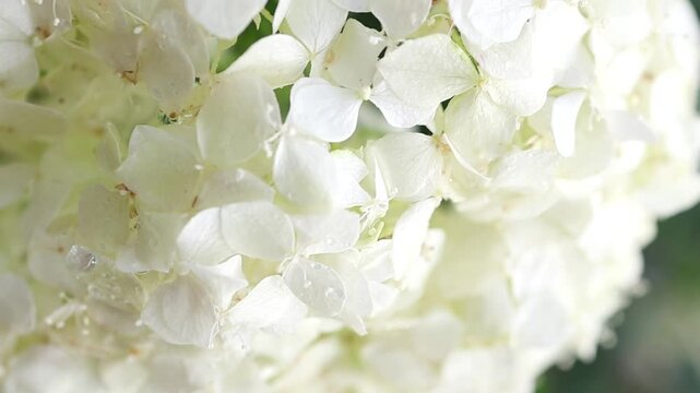 Bunch of white hortensia in full bloom with drops of water close up. Delicate hydrangea flowers growing in the bush. Beautiful countryside garden. Wedding background