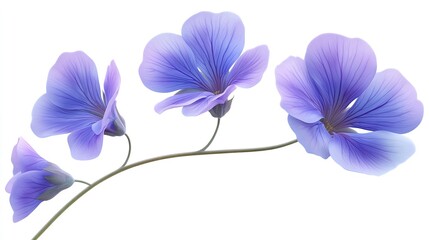 Violet on white background isolated. Beautiful flower.