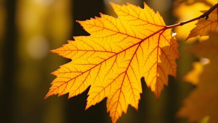 Fototapeta premium Vibrant autumn leaves in shades of orange and gold cling to a tree, creating a picturesque fall scene. 