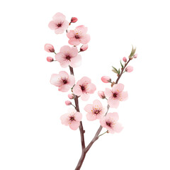 Fototapeta premium Beautiful pink cherry blossom branch with delicate flowers and buds