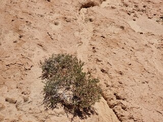 close-up shot of a soil in the desert
