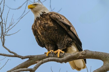 Bald Eagle Perched on a Limb at Loess Bluffs National Wildlife Refuge, near Forest City, Missouri.