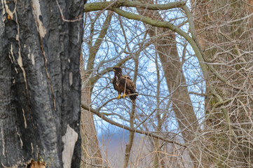 An Immature Bald Eagle Perched in a Tree at Loess Bluffs National Wildlife Refuge, near Forest City, Missouri.