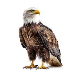 Obraz premium Majestic Bald Eagle: A Symbol of Freedom and Power in Nature Photography