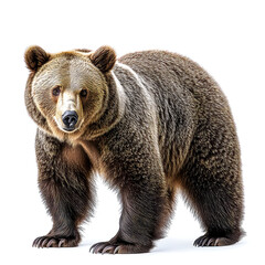 Obraz premium Majestic Brown Bear in its Natural Habitat: A Powerful Symbol of Untamed Wilderness