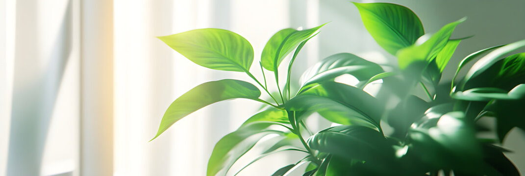 Vibrant Indoor Plant in Sunlit Room Adding Green Tranquility and Natural Beauty to Minimalist Space