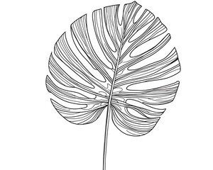 Obraz premium Isolated botanical monstera leaf line art