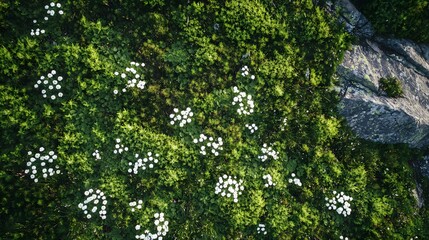Fototapeta premium Lush green meadow filled with white wildflowers, sunlight filtering through leaves, serene nature scene inviting relaxation.