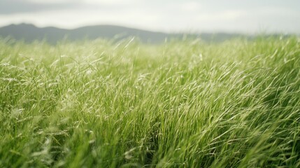 Fototapeta premium A lush, vibrant patch of green grass fills the lower portion of the image,
