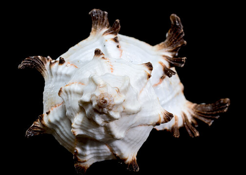 Murex indivia Shell on Black Background