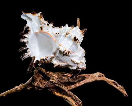 Murex indivia Shell on Driftwood Black Background