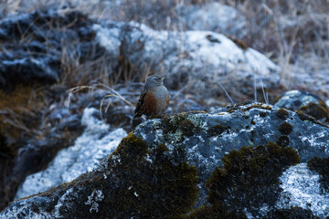 Alpine Accentor (Prunella collaris) is a small, mountain-dwelling bird with brown-streaked plumage and an orange chest. It inhabits rocky alpine regions across Europe and Asia, foraging for insects